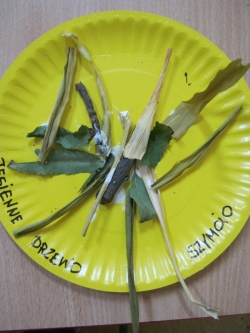 Żabki - Jesienne drzewa