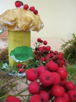 Żabki - Wielkie Grzybobranie