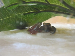 Pokaz płazów, pana Krzysia...