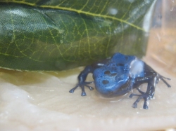 Pokaz płazów, pana Krzysia...