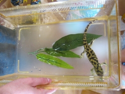 Pokaz płazów, pana Krzysia...