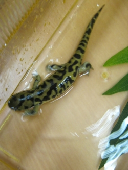 Pokaz płazów, pana Krzysia...